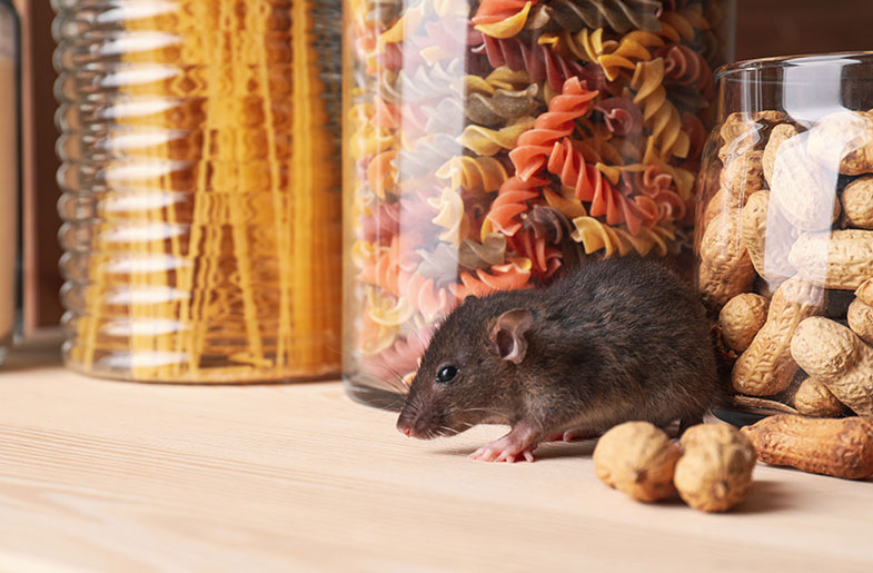 Rodents are looking for winter warmth. Here's how to keep them out of your  home