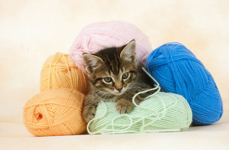 small kitten playing with yarn