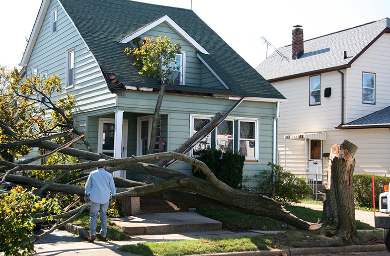 Homeowner assessing damage after a tree falls on their property