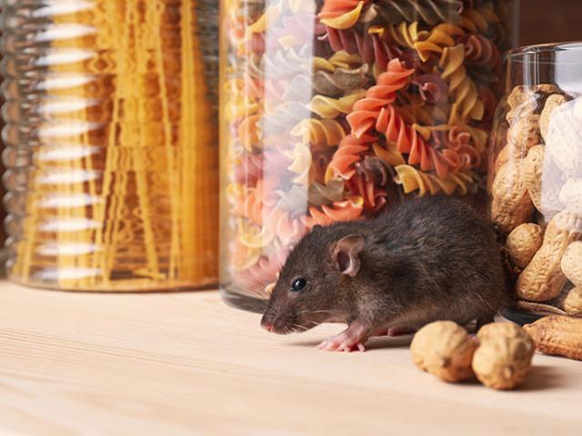 Mouse in pantry
