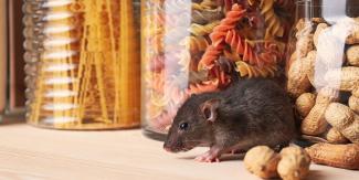 Mouse in pantry